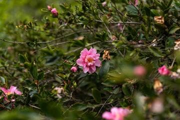 Camellia hiemalis 'Showa-no-sakae Benten'