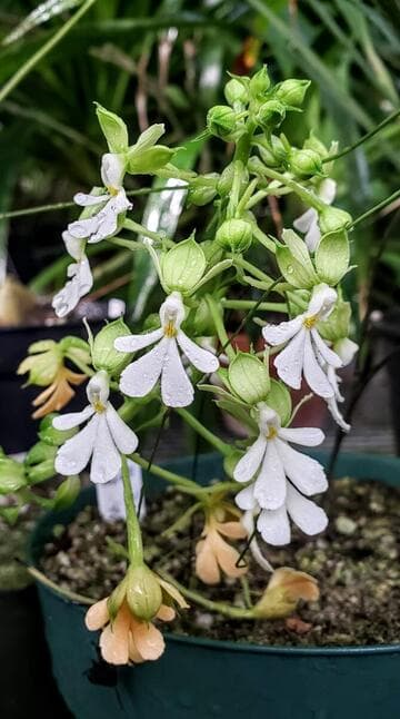 Calanthe argenteostriata