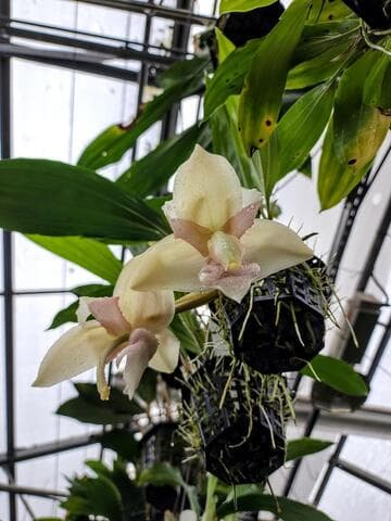 Stanhopea tigrina var. nigroviolacea forma albescens