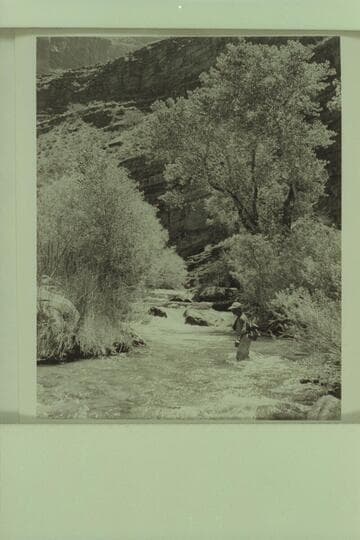 Marston wading Tapeats Creek about a mile from the river