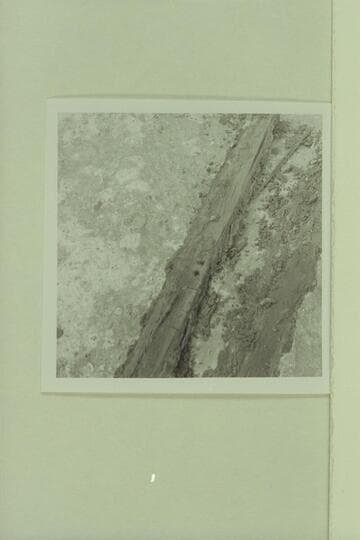 Rotting rungs from the ladder down to the "Hopi Salt Mine'