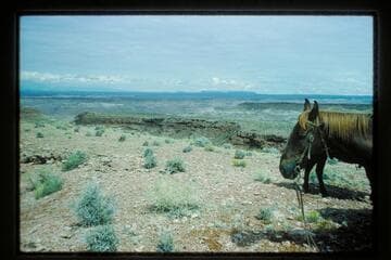 Flattops from Angel Point