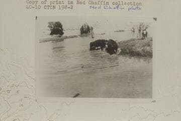 Bulls fighting at Chaffin pond at Water Hole Flat