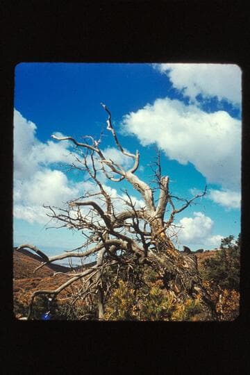 Dead tree and clouds