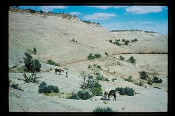 Trail down into Horseshoe Canyon