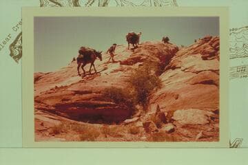 Ken Sleight's pack string on Blacks Trail