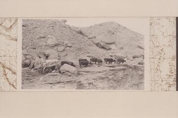 Oxen hauling freight between Nakai Canyon and Spencer Camp