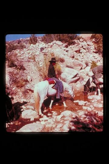 Tobe Owl at Cha Canyon