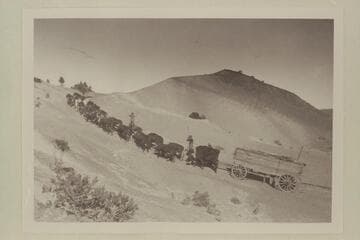 Bull teams bringing lumber to Lees Ferry.  Near Cedar Ridge Tanks between Tuba and Ferry