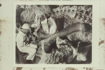 Quarry wall; Dinosaur National Monument