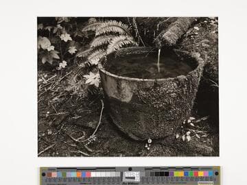Old Tub, Humboldt Redwoods