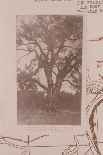 Largest cottonwood tree in Utah, near site of Old Fort Robidoux