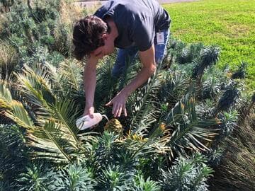 Encephalartos cerinus