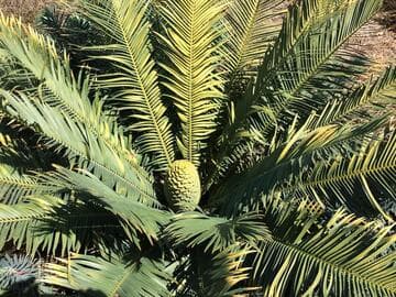 Encephalartos cerinus