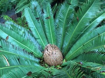 Dioon edule