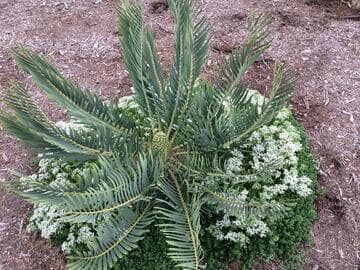 Encephalartos dolomiticus