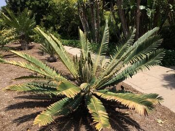 Encephalartos sclavoi