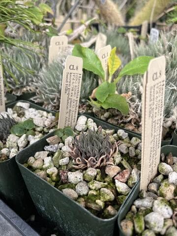 Haworthia pubescens