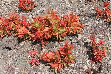 Crassula capitella 'Campfire'