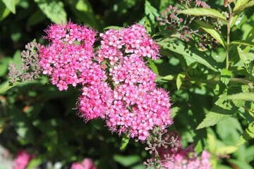 Spiraea x bumalda 'Anthony Waterer'