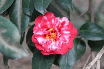 Camellia japonica 'Firebrand Variegated'