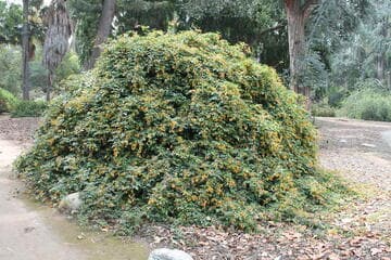 Pandorea pandorana 'Golden Showers'