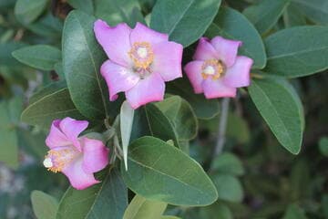 Lagunaria patersonia 'Princess Rose'