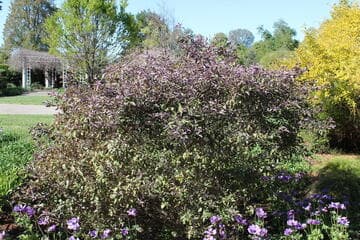 Vitex trifolia 'Purpurea'