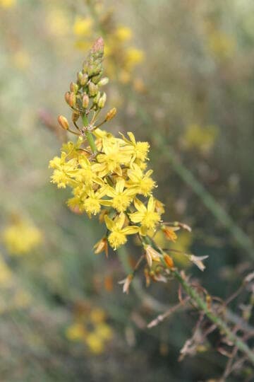 Bulbine frutescens