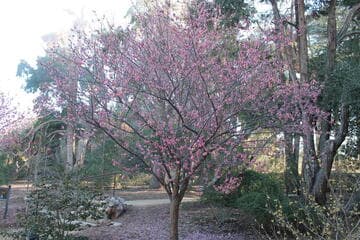 Prunus mume 'Peggy Clarke'