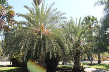 Phoenix dactylifera 'Zahidi'