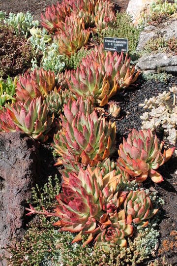 Echeveria agavoides x E. colorata