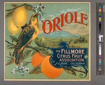 Oriole