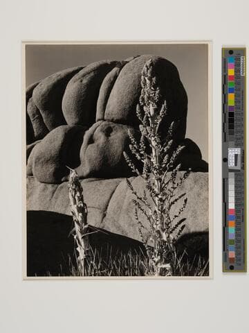 Yucca, Mojave Desert