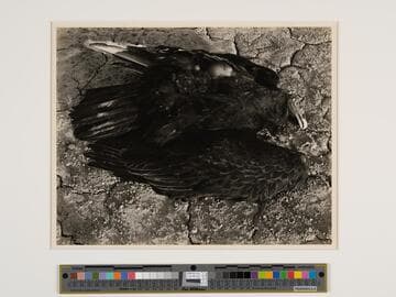 Buzzard, Mojave Desert