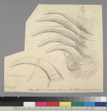 The Fore-claws of an adult Grizzly-Bear