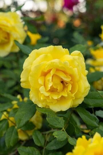 Rosa 'Phyllis Diller'