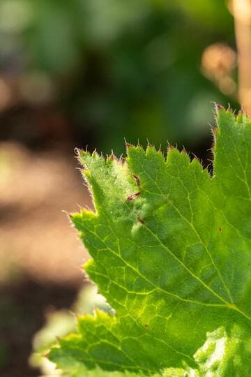 Heuchera 'Opal'