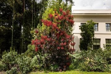 Cotinus coggygria 'Royal Purple'