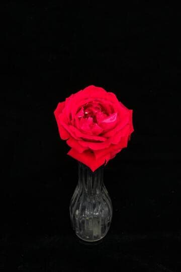 Rosa 'New Yorker'