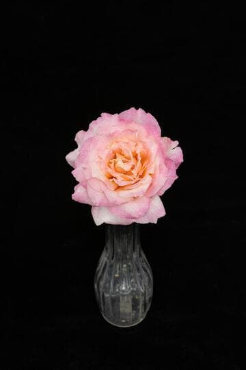Rosa 'La Jolla'