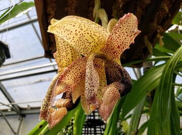 Stanhopea platyceras