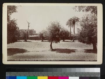 Old Olive Orchard at San Fernando Mission
