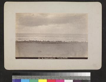 St. Paul's Island. Young seals