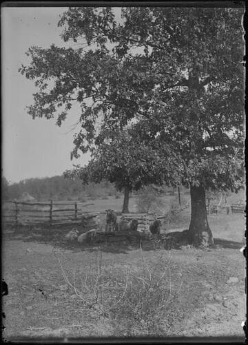 Sheep in pasture, Lake Tahoe, Nevada