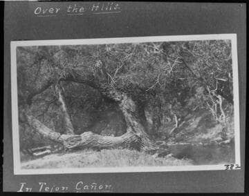 A creek and oak trees in the Tejon Canyon