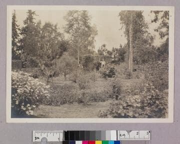 Aunt Augusta's garden