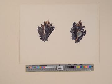 Two Studies of a Shell