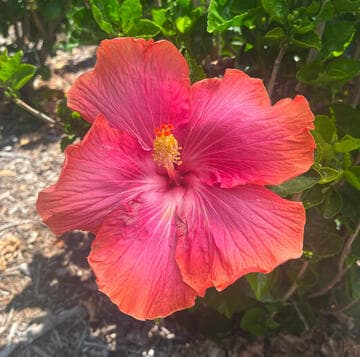 Hibiscus rosa-sinensis 'Aphrodite'