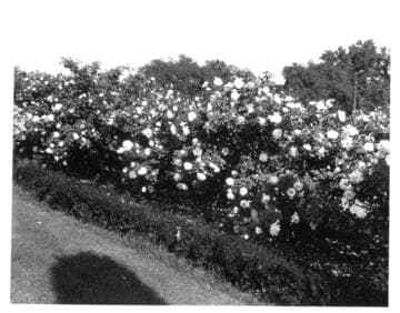 Rose bushes in the rose garden, circa 1920